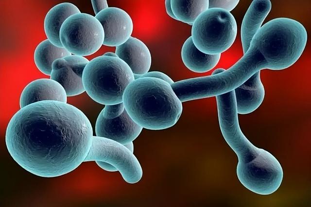 “O型血”的人身体最好吗？提醒：O型血的人或有一个缺点，需注意