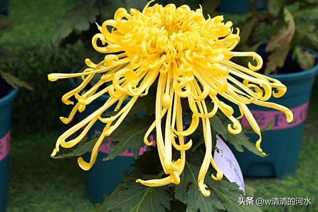 菊花是秋天里美丽的图画