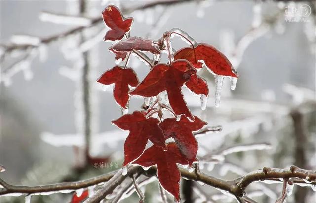 美如仙境！韶关这个地方迎来今年首场冰挂雾凇景观，秋冬来旅行，赏雪泡泉看红枫为你安排好了