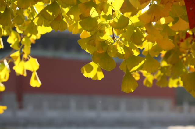 顶流回归！西安5个绝美银杏打卡地！