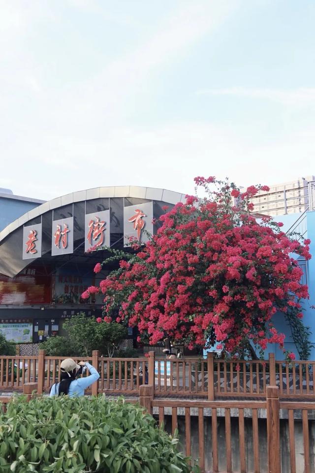 龙岗秋冬浪漫打卡指南来了！瀑布花海、空中花路…这份粉色攻略快收好！