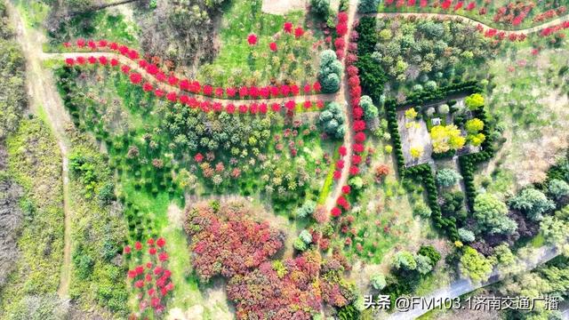 济南植物园藏着秋日顶流!这漫天红叶,正等你赴一场红焰之约