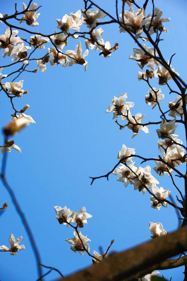 超值！植物园这片美人梅开men了