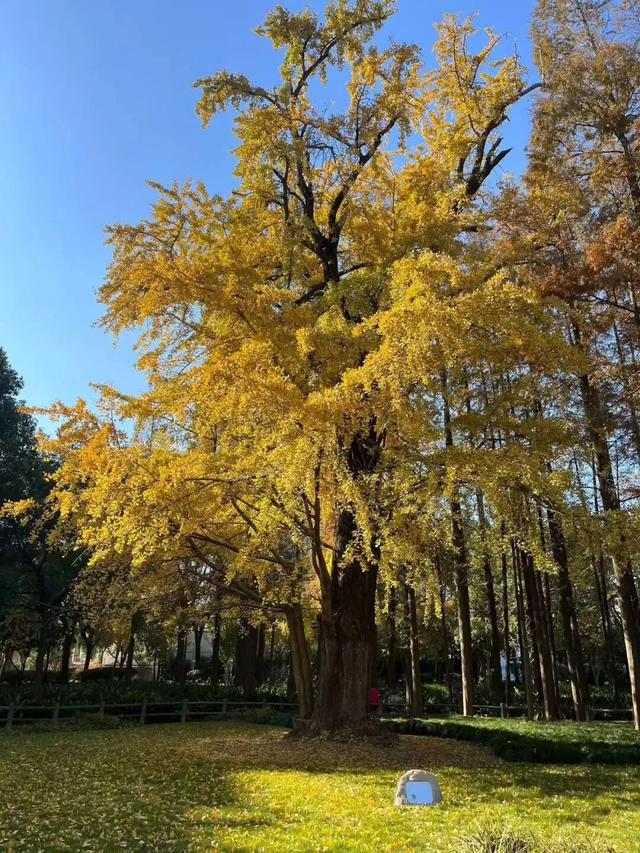 秋色浓度已拉满,谁还没偶遇申城街头的 “赤橙黄绿交响曲”?