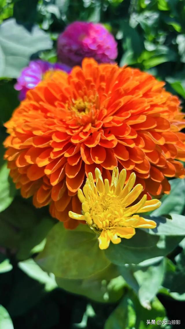 乌拉泊新村花海