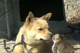 狗狗居然从外面叼回一只小奶猫，把它当成了自己的孩子喂养。图片