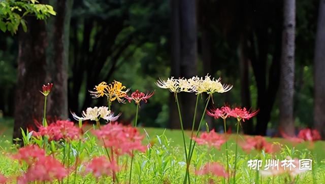 柳州市雀儿山公园林下“烟花”点亮夏末秋初