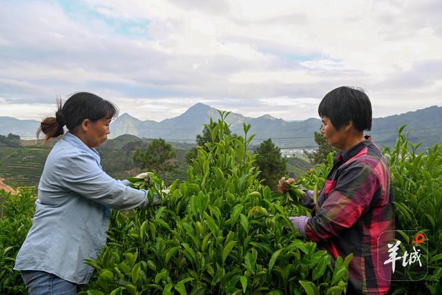 潮州潮安区东兴村：又见茶山 | 大美岭南·百村焕新记