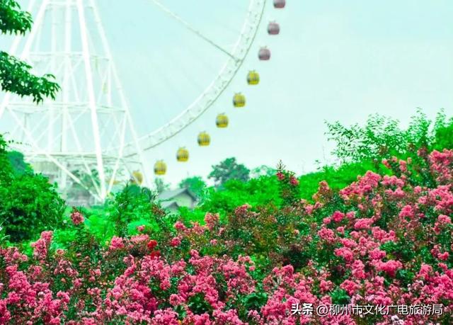 把夏天泡进花海里！前茅公园的浓烈+园博园的清新，快来享用双份“夏日特调”