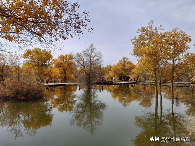 金塔胡杨林