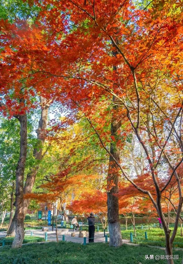 汉口林荫道秋装惊艳，法国梧桐金黄如梦，老武汉人 yearly 狂欢