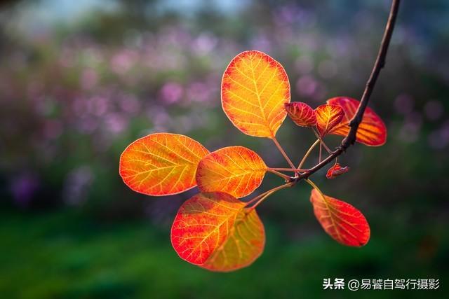 香山红叶摄影进阶：必须掌握这6个实战技巧，张张出大片成顶流
