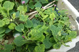 俗称“消炎菜”，叶长得像羊蹄，大家都在种，有咽炎、肺炎就找它图片