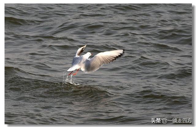 漫步丹东鸭绿江畔，可以隔江望见对岸的朝鲜