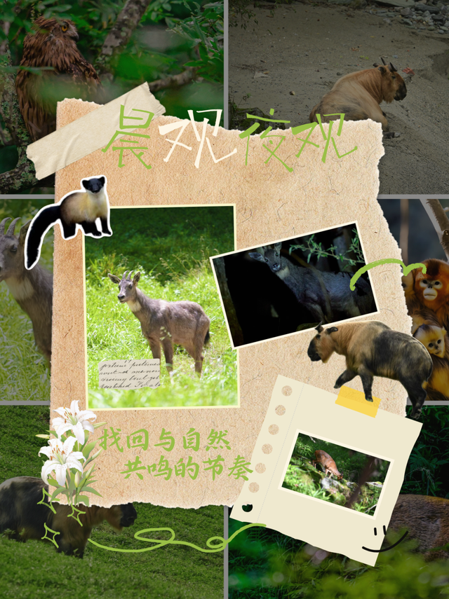 限定开放！唐家河红叶迎来最佳观赏期，现在出发正当时！