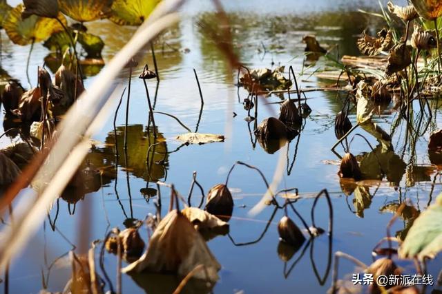 立冬已至，潍坊的秋意仍浓，这里的风景绝美