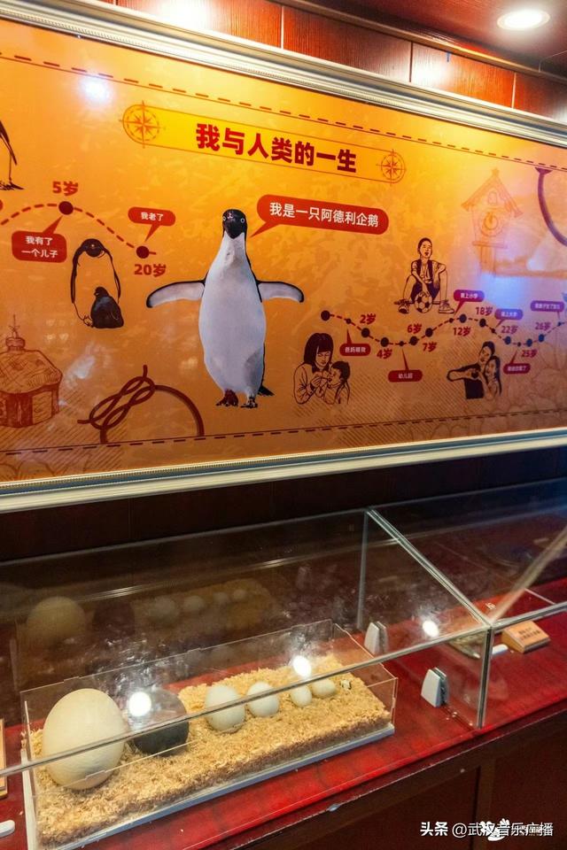 华中首秀，东西湖博物馆+1
