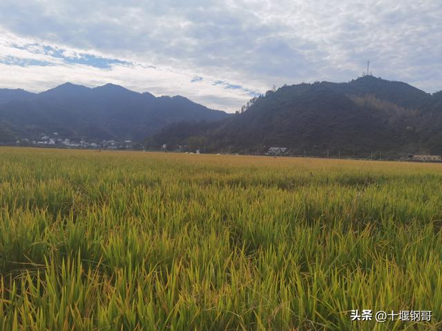 千年古麇，菊香五峰！十堰市郧阳区东峰村万亩菊花震撼盛开太美了