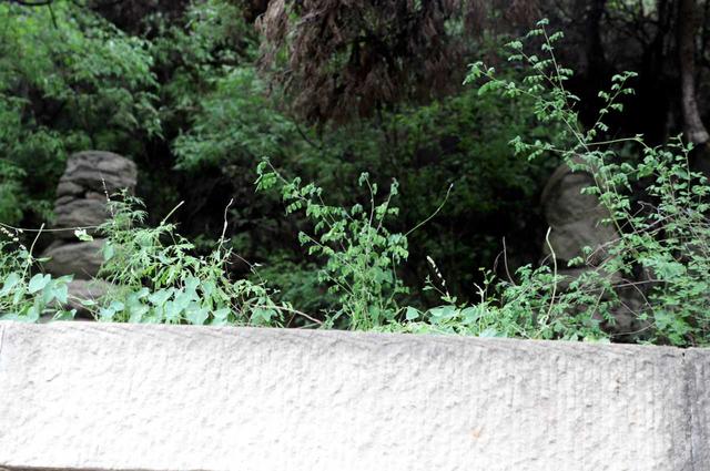 卦山天宁寺塔林——交城