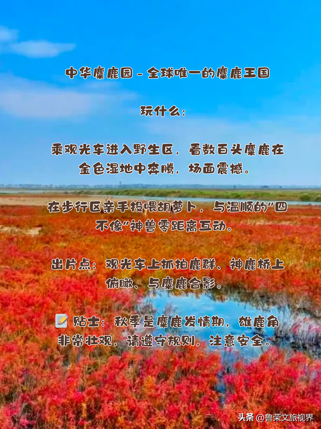 盐城秋日封神攻略：解锁东方湿地的诗意与壮阔