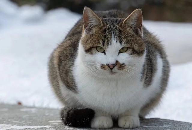 在金普，如何优雅地“猫冬”？这份幸福捕捉指南请收好！