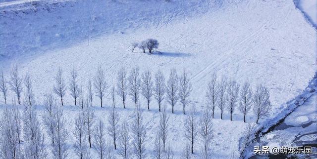 新疆寒冬变水晶王国，塔里木河畔冰霜奇景，游客直呼太震撼了