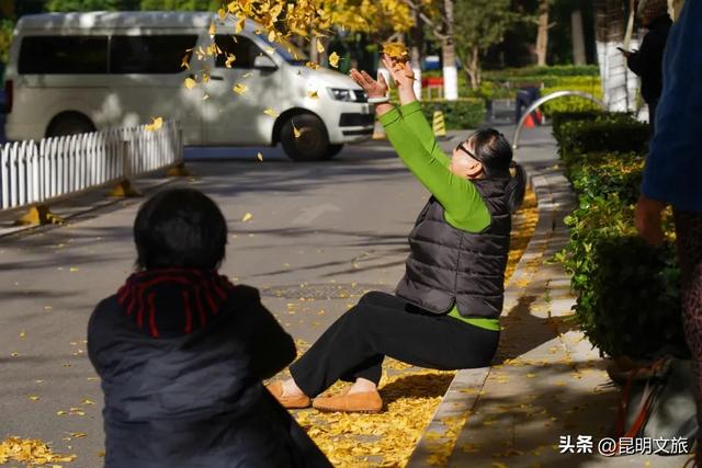 昆明冬日限定的金色浪漫,已加载完成!就藏在昆明这条街……