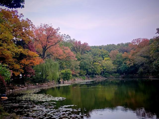 燕雀湖畔，红衫织就的秋日绮梦