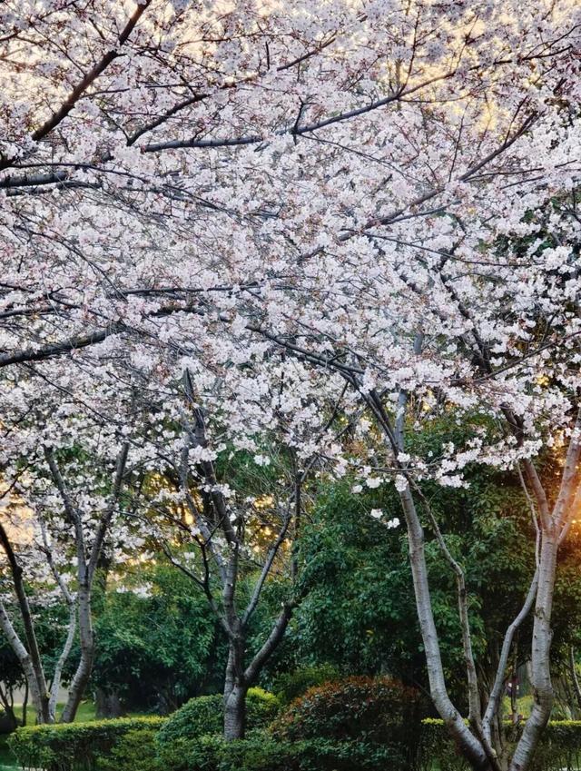 无锡这座大公园，即将爆火！