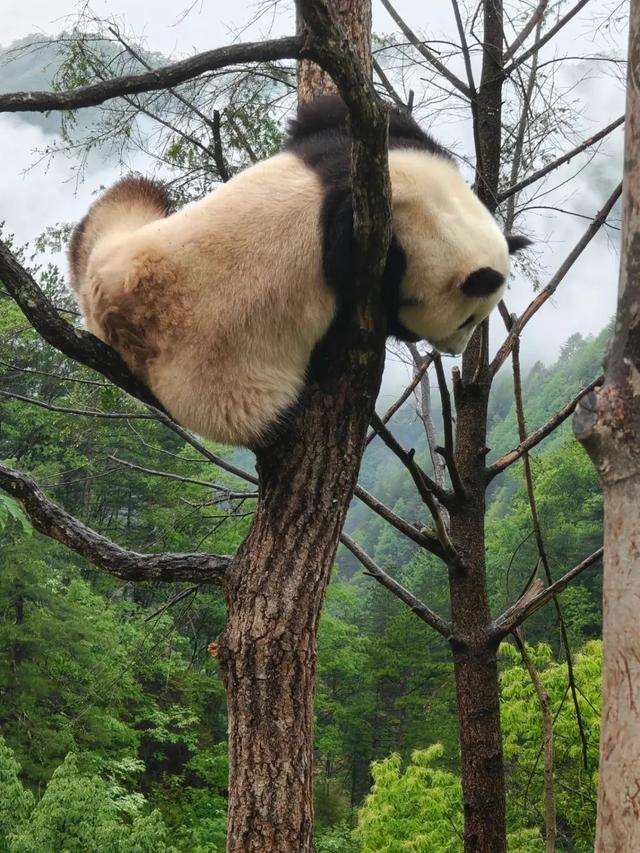 西安向南45分钟！小城撸熊猫、溯溪、看云、发呆，还藏了秦岭第一抹秋色