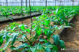 西红柿、辣椒和茄子啥时候打顶、打叉和摘叶？怎么打？可不能乱打图片