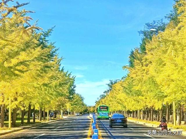 收藏！秦皇岛“银杏观赏地图”出炉，这八处胜地解锁璀璨深秋~