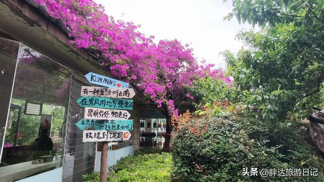 3000元玩转云南,第一天官渡古镇、云南省博物馆、斗南花卉市场