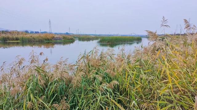 自然之美！初冬的芦苇花，蟠龙河畔一道亮丽的风景线！