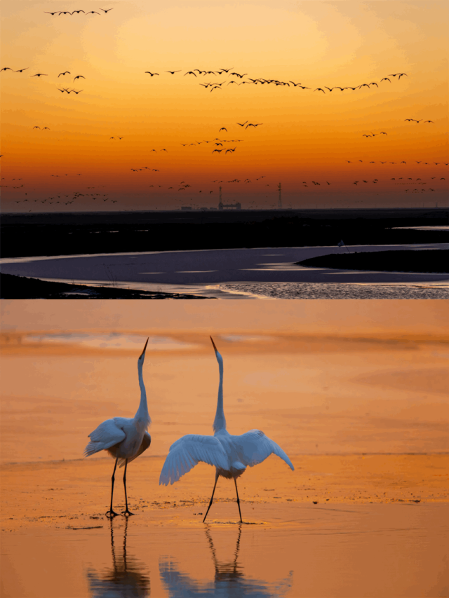 山东变身“候鸟天堂”，点击Get冬日限定浪漫