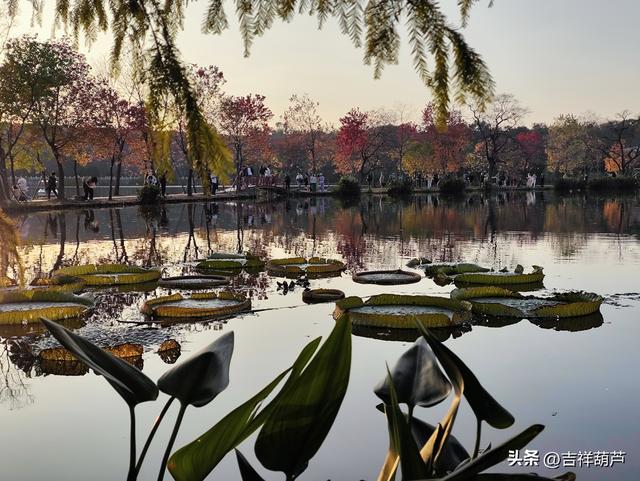 初冬‖钟山前湖月牙堤的日落，美的人移不开眼，停不下手拍摄！