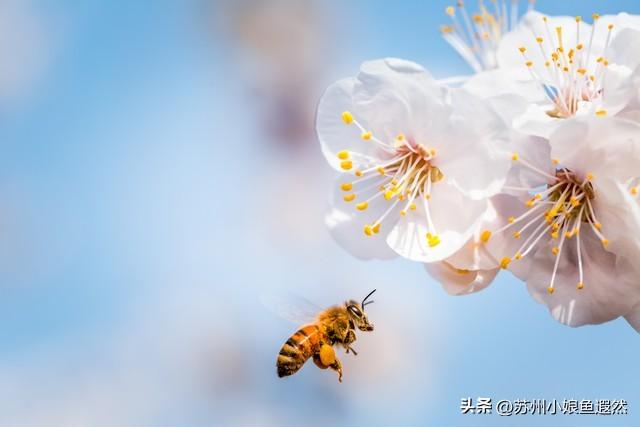 怀念姑苏城春有杏、夏有荷、秋有桂、冬有梅，而非夏冬“无缝接”