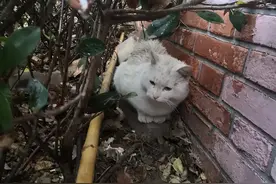 下雨天，流浪猫一般都躲在哪里？很多人都猜错了，比想象中还可怜图片
