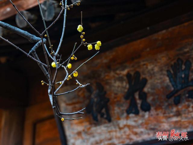 秦州：古宅腊梅灿 暗香沁心脾