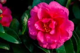 常见的16种带“梅”字而非梅花的植物图片