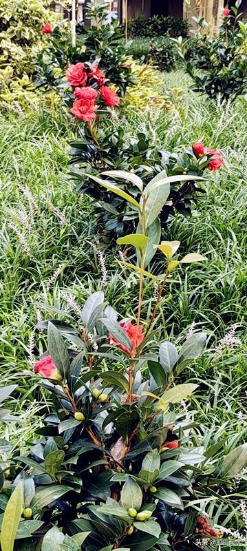 六载重登石芽岭