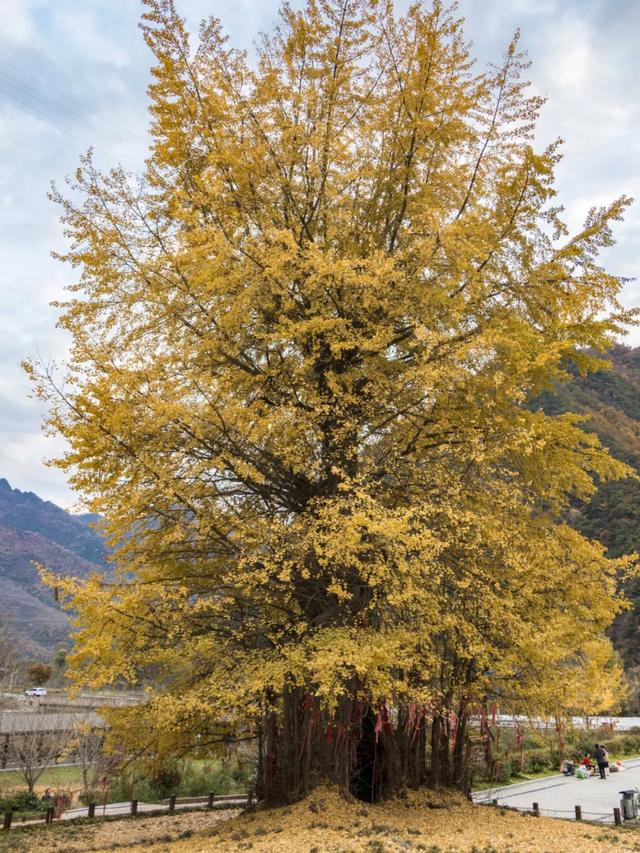 赏秋正当时!自驾来汉中,赴一场秋日视觉盛宴~