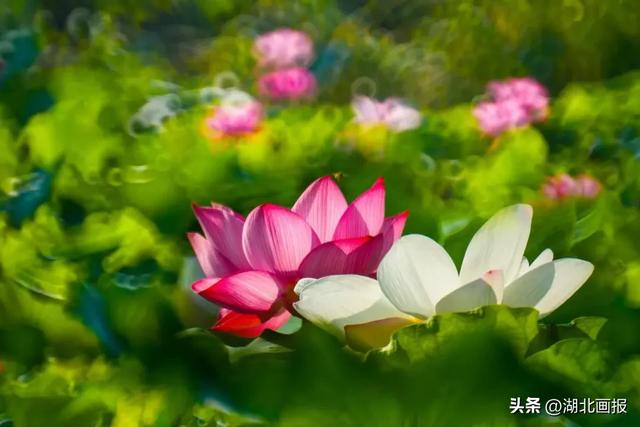 【知音湖北】相约洪湖,探寻“赤黄红”的“红”