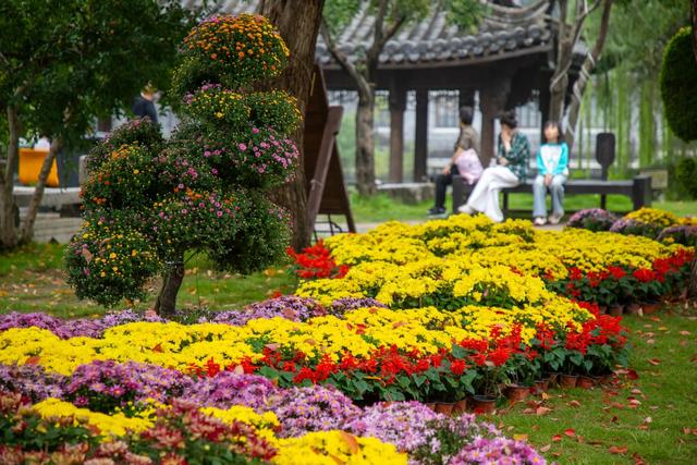 双节限定！菊与古城的千年约会