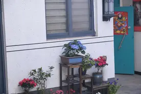 成安：美丽庭院助力乡村全面振兴图片