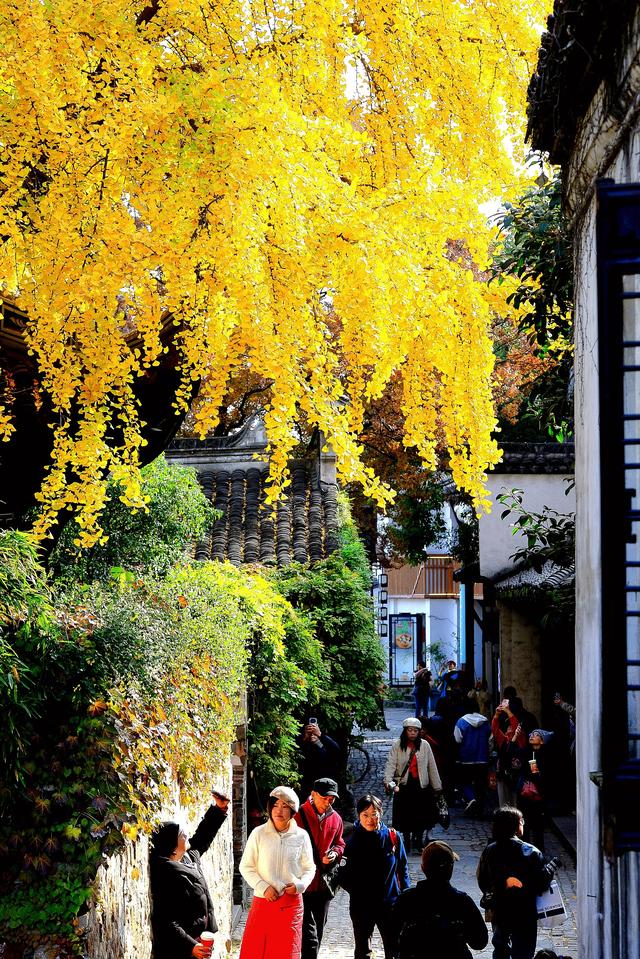 流金暖红裹着的古镇秋时