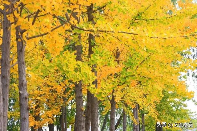 千万别在秋天来泰安，不然真的很难戒断