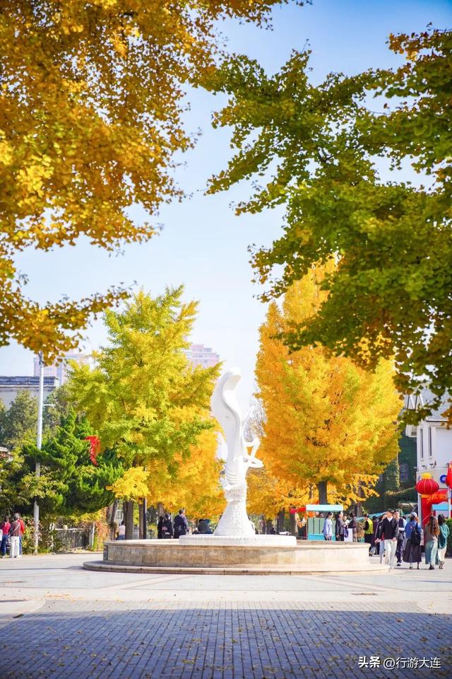 抓住这场金色盛宴！银杏“出片季”正式开启！