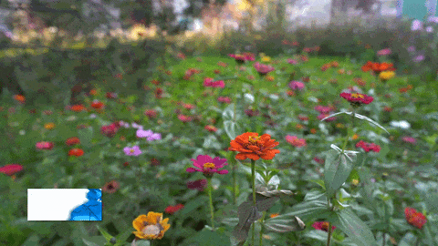 深秋菊艳 柳林高速东口公园绘就唯美秋景