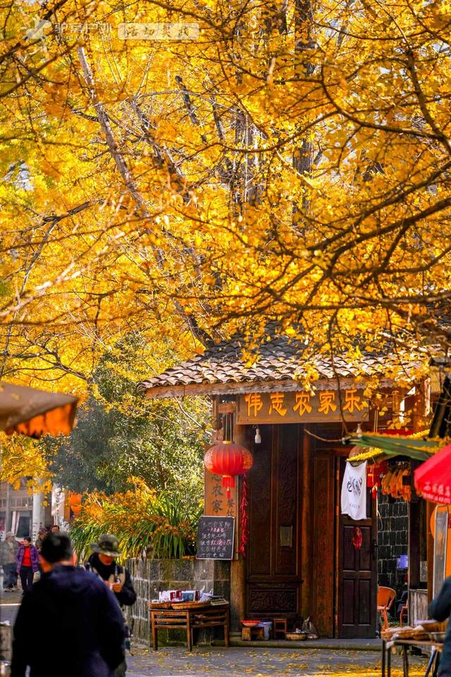 11月的云南腾冲,3000株银杏迎来黄金观赏期,美成人间仙境!